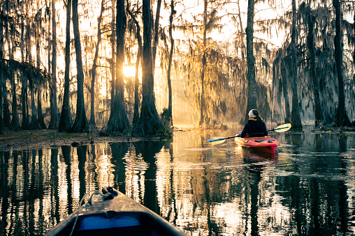 Kayaking at Lake Martin, a bald cypress swamp, Breaux Bridge, Louisiana, USA
