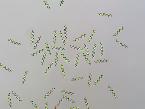 Spirulina Sp Algae Under Microscopic View X10 Stock Photo Spirulina Sp Algae Under Microscopic View X10 Stock Photo