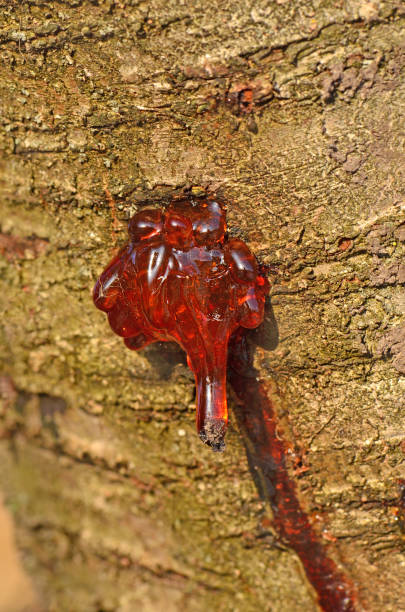 Splashed resin over the bark of the wood. Drop of resin on tree. Wood resin liquid fossilized pitch stock pictures, royalty-free photos & images