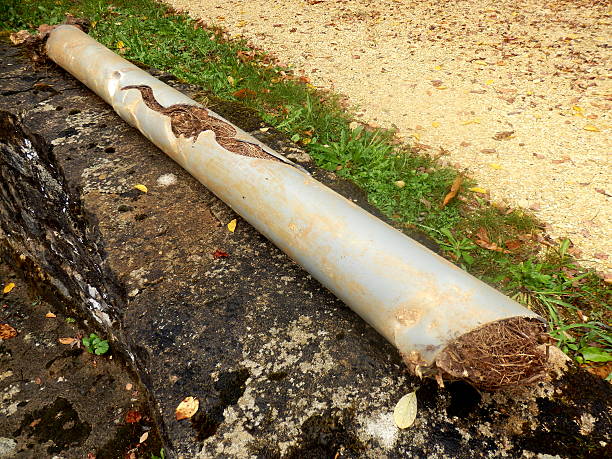 Split drainage pipe Split drainage pipe caused by ingress of tree roots doing the splits stock pictures, royalty-free photos & images