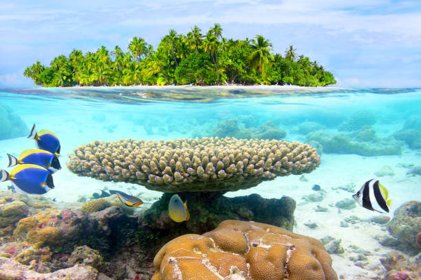 Split shot of tropical paradise Over and underwater shot of tropical island atoll stock pictures, royalty-free photos & images