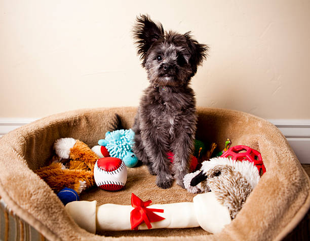 Spoiled Yorkiepoo Puppy Sitting in Bed of Toys stock photo
