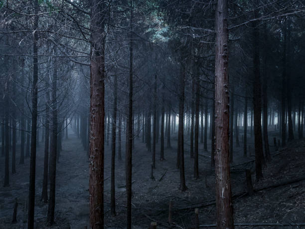 Spooky and dark foggy forest at dusk Spooky and dark foggy forest in Ayagawa, Kagawa Prefecture at dusk. afforestation stock pictures, royalty-free photos & images