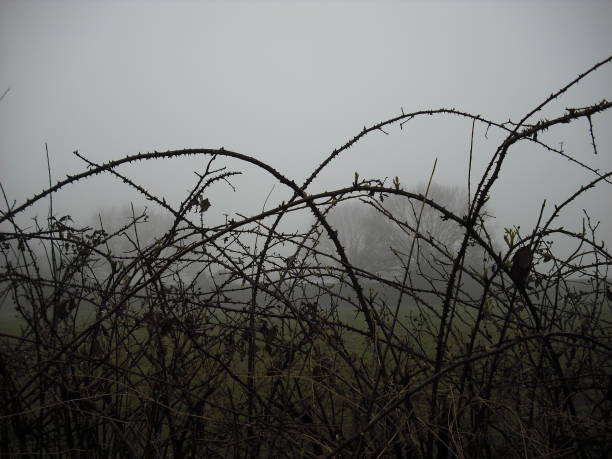 Spooky bramble hedgerow in fog Thorny blackberry bramble plant (Rubus fruticosus) with leaves, stems and thorns in a hedgerow on a spooky foggy day in Norfolk, England, UK. thorn stock pictures, royalty-free photos & images