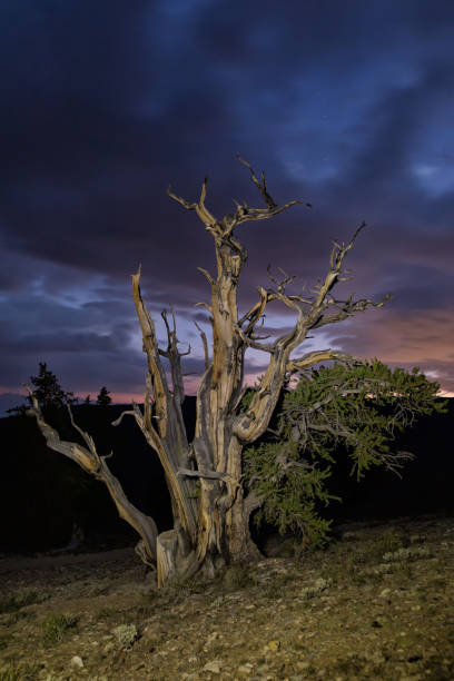 Spooky Bristlecone Pine Tree stock photo