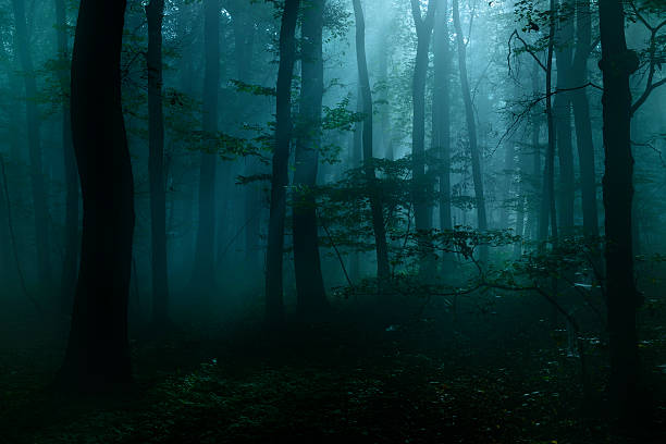 spooky dark forest at night in moonlight - bos stockfoto's en -beelden