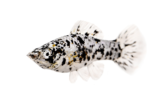Spotted Black Molly Poecilia Sphenops Vetiprovidentiae Aquarium Fish Stock  Photo - Download Image Now - iStock