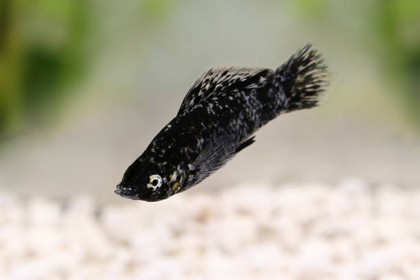 Spotted Black Molly Poecilia sphenops vetiprovidentiae aquarium fish Spotted Black Molly Poecilia sphenops vetiprovidentiae aquarium fish black fish stock pictures, royalty-free photos & images