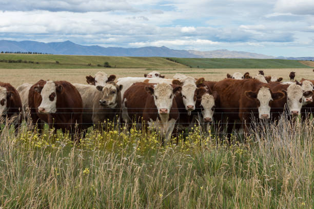 Spotted cattle gathered behind wire fence. stock photo