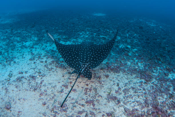 Spotted Eagle Ray in Deep Water stock photo