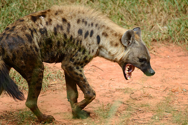 Spotted Hyena open mouth stock photo