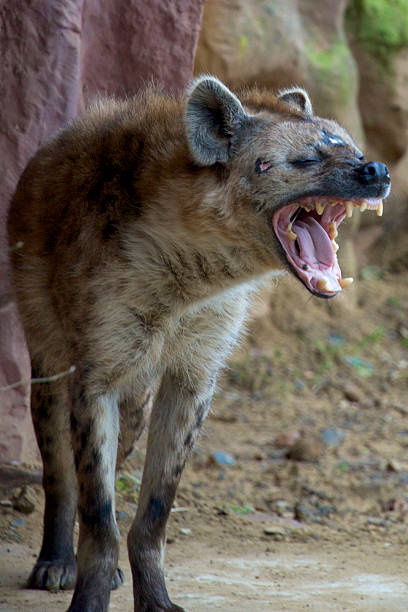 Spotted hyena stock photo