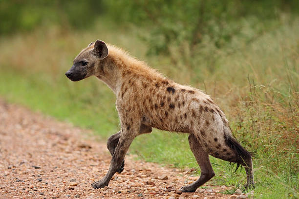 Spotted hyena running with slight motion blurr stock photo