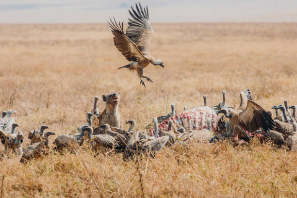 Spotted Hyenas fighting with birds for the prey - an antelope in Ngorongoro volcano crater, Tanzania Hyenas and birds of prey in the grass having dinner of dead antelope and fighting for it in the wild savannah, East Africa scavenging stock pictures, royalty-free photos & images