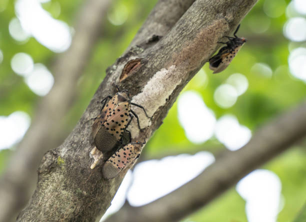Spotted Lanternfly lays eggs on tree stock photo