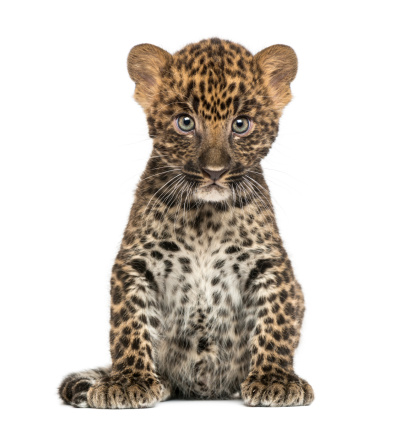 Spotted Leopard cub sitting - Panthera pardus, 7 weeks old, isolated on white