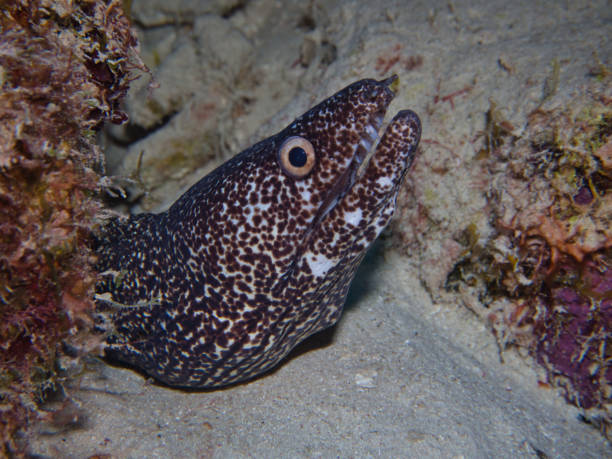 Spotted Moray Eel by Angelitos 