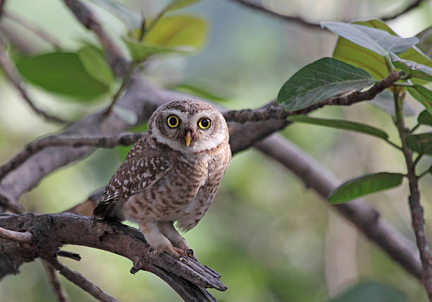 Spotted Owlet staring at camera.