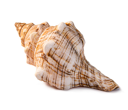 Spotted reddish ocean shell studio photo isolated. Shiny seashell macro image.