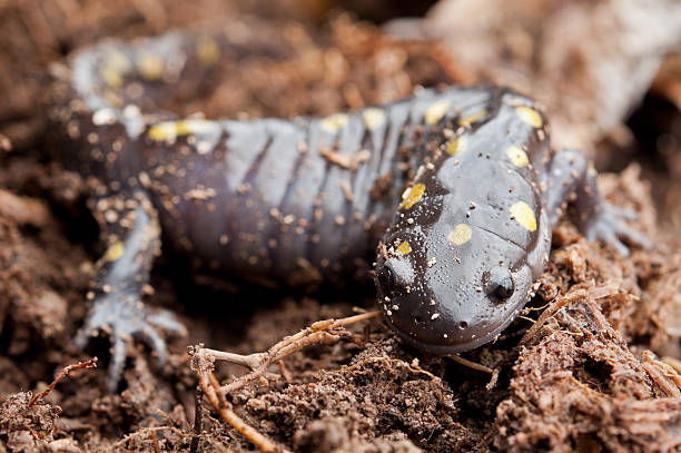 spotted salamander - Ambystoma maculatum stock photo