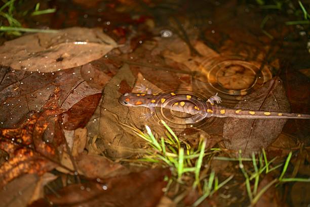 Spotted Salamander stock photo