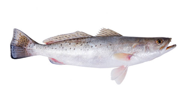 Spotted Seatrout (Cynoscion nebulosus).  Isolated on white background stock photo