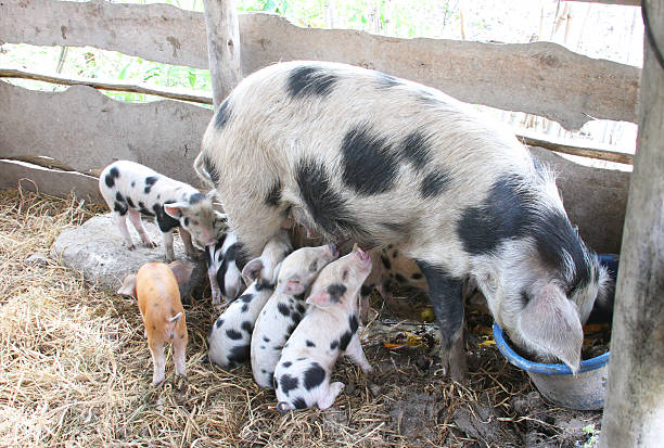 Spotted Sow and Piglets Feeding stock photo
