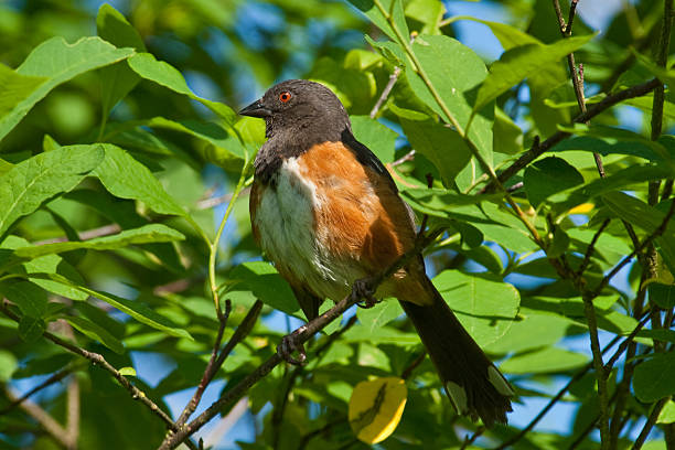 Spotted Towhee in a Tree The Spotted Towhee (Pipilo maculatus) is a large member of the sparrow family. These birds are seldom seen at bird feeders. Mostly they forage on the ground or in low vegetation, with a habit of rummaging through dry leaves searching for insects, seeds and berries. This towhee was photographed in Edgewood, Washington State, USA. jeff goulden sparrow stock pictures, royalty-free photos & images
