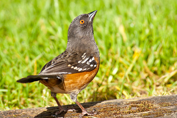 Spotted Towhee Looking Up The Spotted Towhee (Pipilo maculatus) is a large member of the sparrow family. These birds are seldom seen at bird feeders. Mostly they forage on the ground or in low vegetation, with a habit of rummaging through dry leaves searching for insects, seeds and berries. This towhee was photographed in Edgewood, Washington State, USA. jeff goulden sparrow stock pictures, royalty-free photos & images