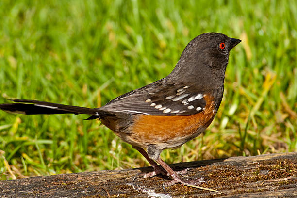 Spotted Towhee Standing on a Log The Spotted Towhee (Pipilo maculatus) is a large member of the sparrow family. These birds are seldom seen at bird feeders. Mostly they forage on the ground or in low vegetation, with a habit of rummaging through dry leaves searching for insects, seeds and berries. This towhee was photographed in Edgewood, Washington State, USA. jeff goulden sparrow stock pictures, royalty-free photos & images