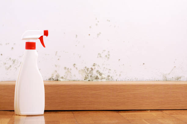 Spray to remove mould on the wall in house. Remove the mold problem. stock photo