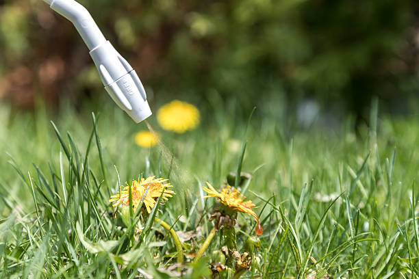 spraying herbicide on dandelion - onkruid stockfoto's en -beelden