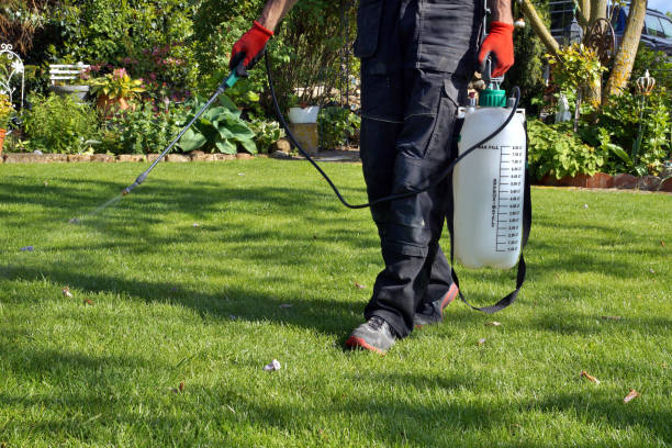 pesticiden met draagbare sproeier spuiten om tuin onkruid in het gazon uit te roeien. weedicide spray op het onkruid in de tuin. het gebruik van pesticiden is schadelijk voor de gezondheid. - onkruid stockfoto's en -beelden