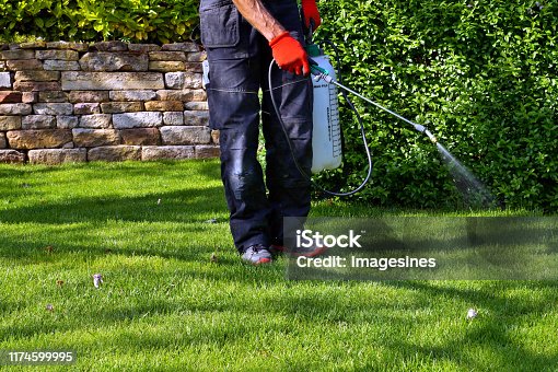 istock spraying pesticide with portable sprayer to eradicate garden weeds in the lawn. weedicide spray on the weeds in the garden. Pesticide use is hazardous to health. 1174599995