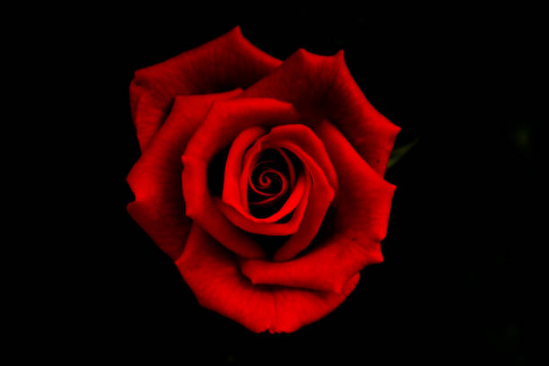 Black rose single picture free 7 Most