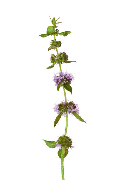 Sprig  of Mentha arvensis  with  tiny flowers  isolated on white background. Field Mint or Wild Mint.  Selective focus. stock photo