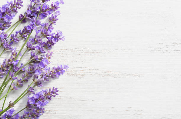 Sprigs of lavender on  wooden shabby background. stock photo