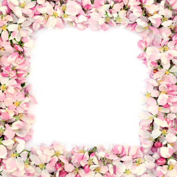 Spring Apple Blossom Flower Border Spring apple blossom border on white background with white copy space. Mothers day card, greeting card or birthday card, mothers day background stock pictures, royalty-free photos & images