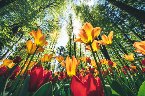 Wide Angle view from below on multi-colored tulips growing in the forest.