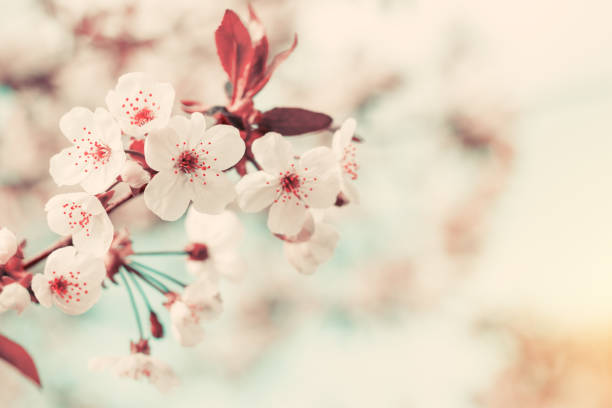 Spring background art with white cherry blossom stock photo