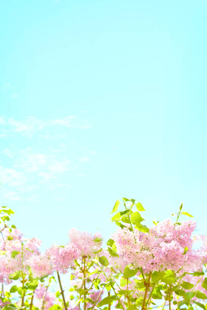 Spring background Sky and Spring Background flowerbed photos stock pictures, royalty-free photos & images