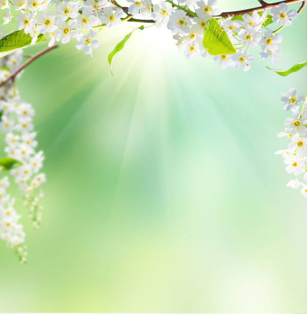 de lenteachtergrond - lente stockfoto's en -beelden
