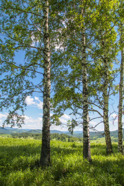 vårbjörkskog, gräs och blå himmel - tree of life bildbanksfoton och bilder