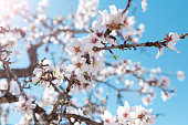 istock Spring blossom background. Beautiful nature scene with blooming tree on sunny day. Spring flowers. Beautiful orchard in Springtime. Abstract background. 1368581186