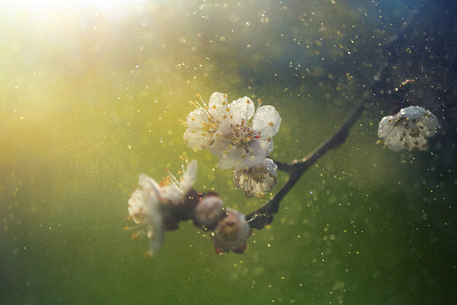 spring blossom with defocused background 