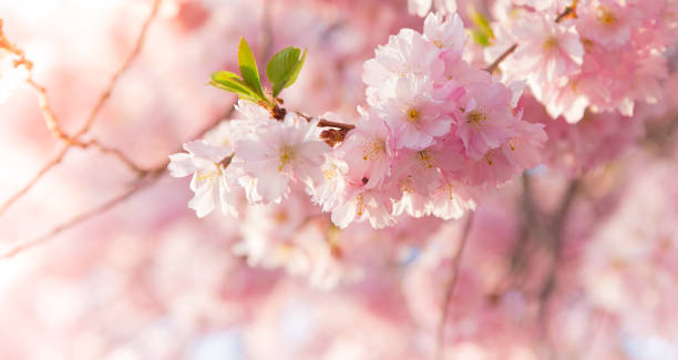 Spring border background with pink blossom stock photo