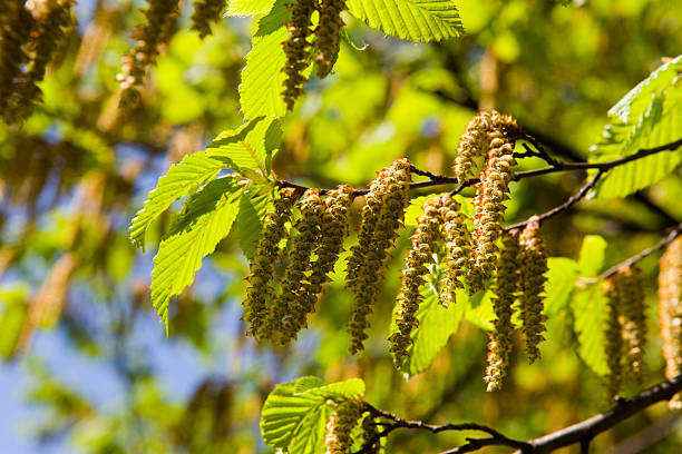 birch pollen tree istock