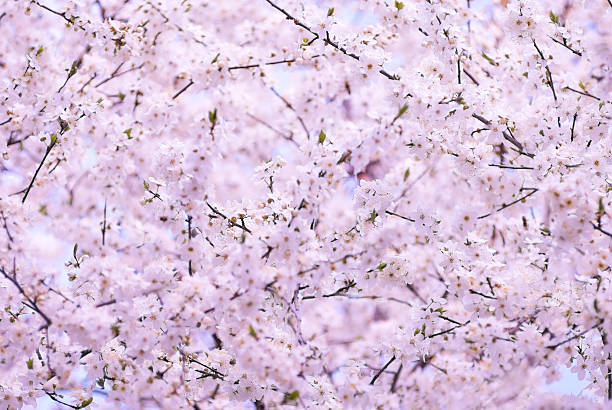 spring cherry tree in bloom stock photo