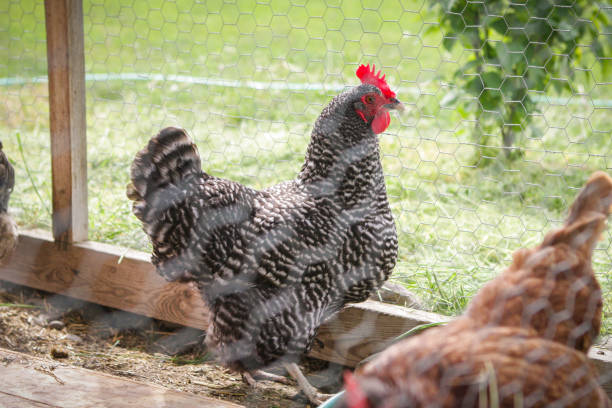 Spring Chicken stock photo