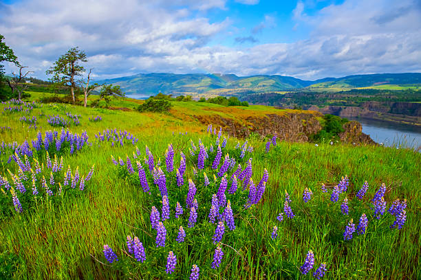 Spring Colors at Rowena Crest Rowena Crest is blooming with wildflowers in the spring time. columbia river gorge stock pictures, royalty-free photos & images